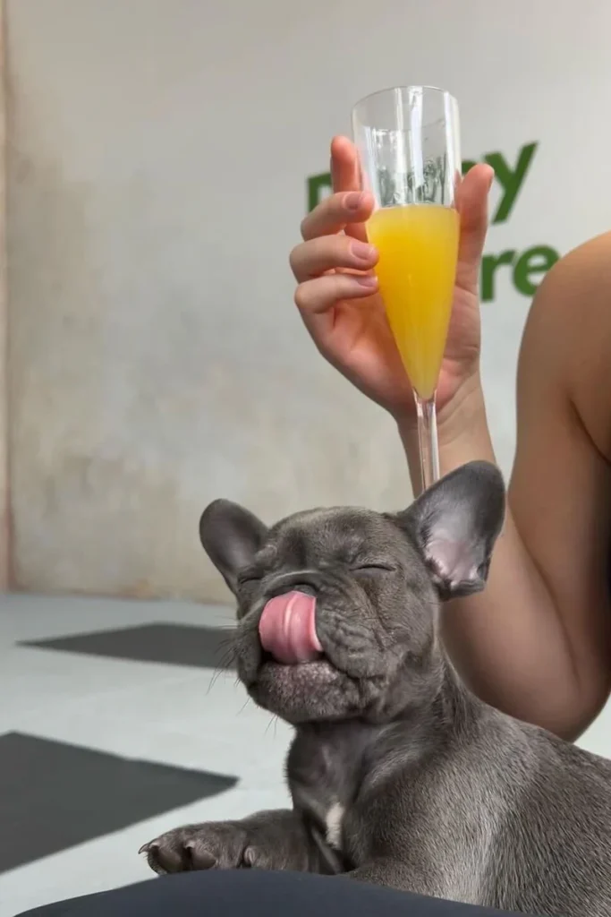 a dog licking a glass of orange juice