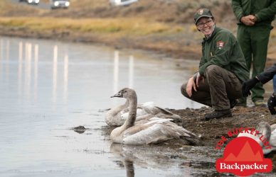 nps wildlife biologist copy.jpg