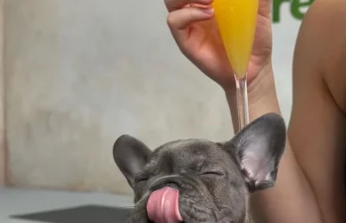 a dog licking a glass of orange juice